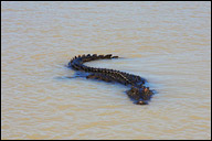 Fishing Top End
