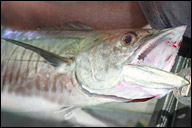 Barra Fishing