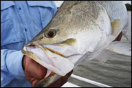 Barra Fishing