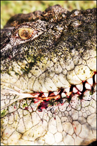 crocodile