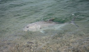 Territory Guided Fishing