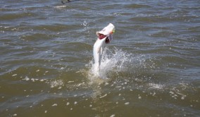 Territory Guided Fishing