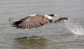 Territory Guided Fishing