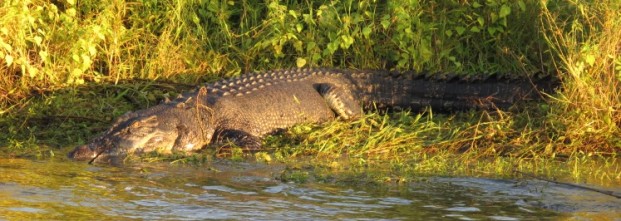 saltwater crocodile