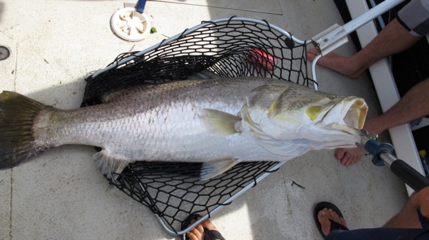 metre plus barramundi