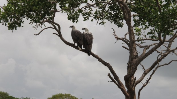 shady camp white breasted eagles