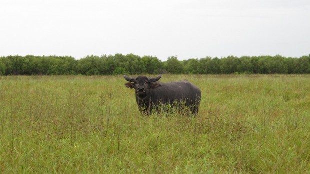 buffalo