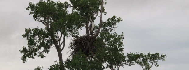 white breasted eagle