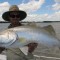 barramundi metre shady camp