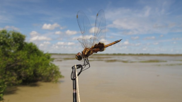 dragon fly territory guided fishing