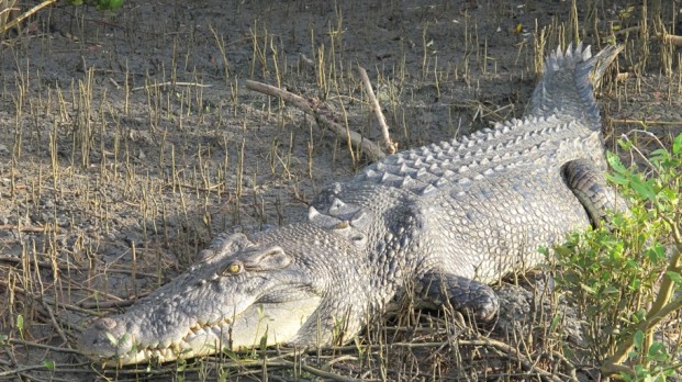 big crocodile NT