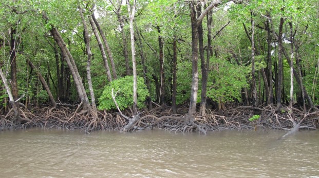 mangroves