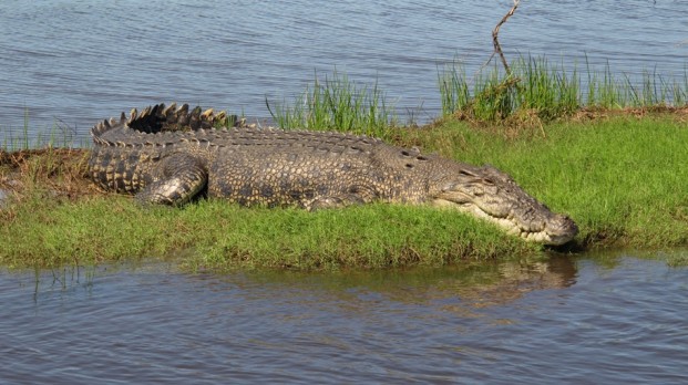 top end saltwater crocodile